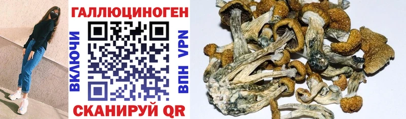 хочу   Иркутск  Галлюциногенные грибы Psilocybine cubensis 
